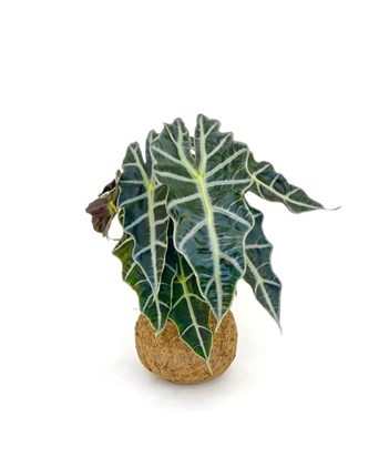Alocasia Amozanica - Fil Kulağı 